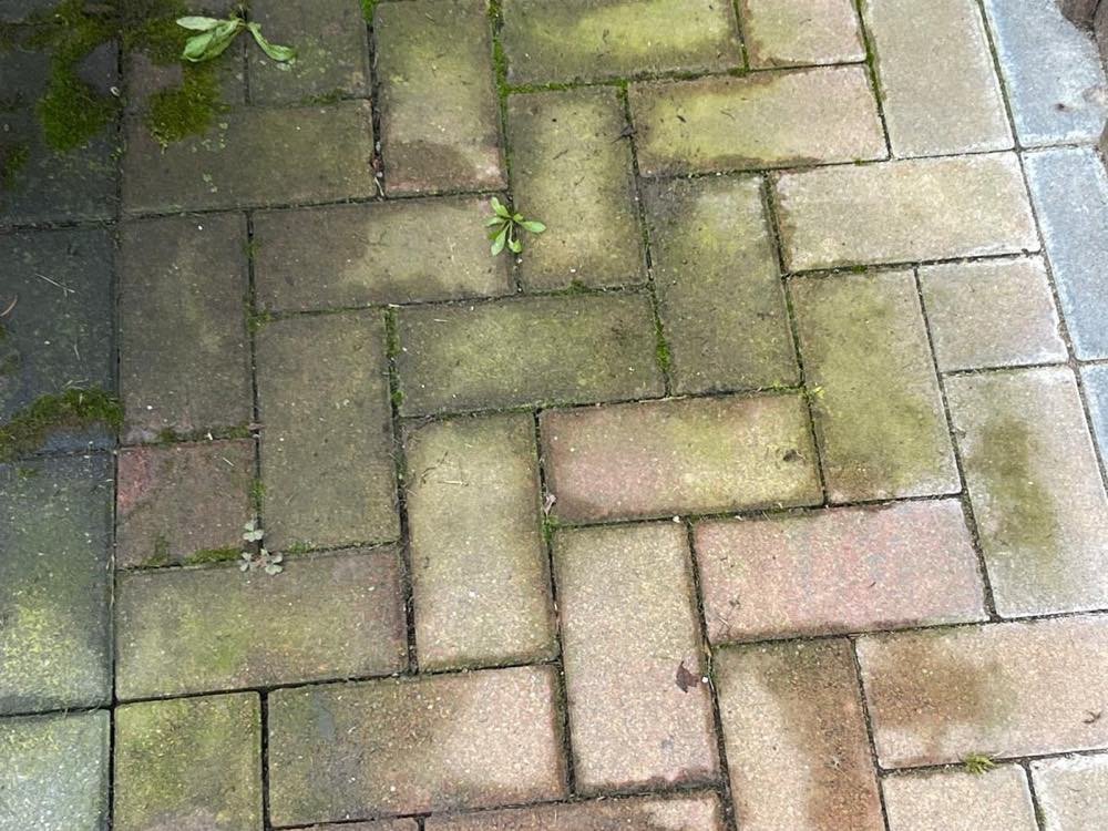 Pflasterfläche vor der Reinigung: Steine und Fugen sind von Moos und grünem Belag überwachsen.